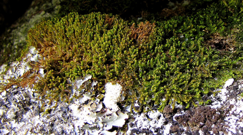 Barbilophozia hatcheri